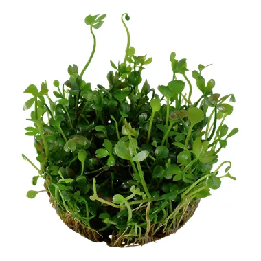 Tropica Marsilea hirsuta 1-2 Grow!