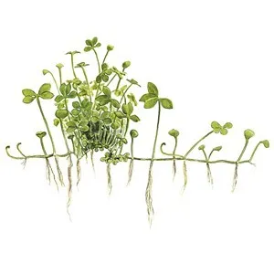 Tropica Marsilea hirsuta 1-2 Grow!