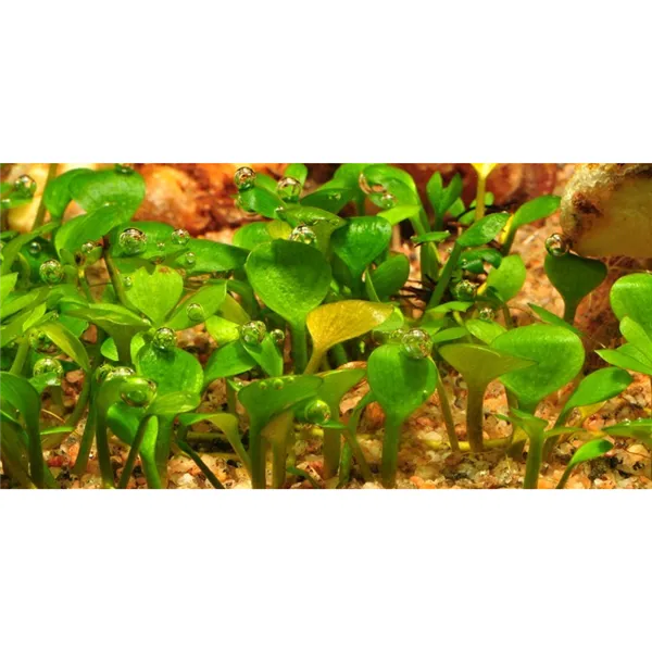 Tropica Marsilea hirsuta 1-2 Grow!