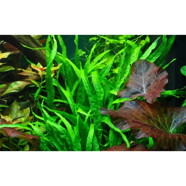 Microsorum pteropus 