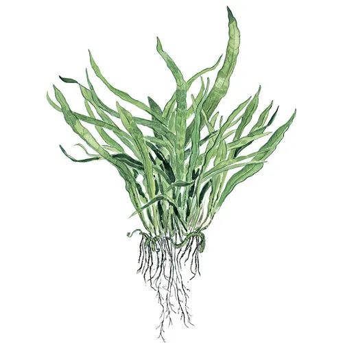 Microsorum pteropus 