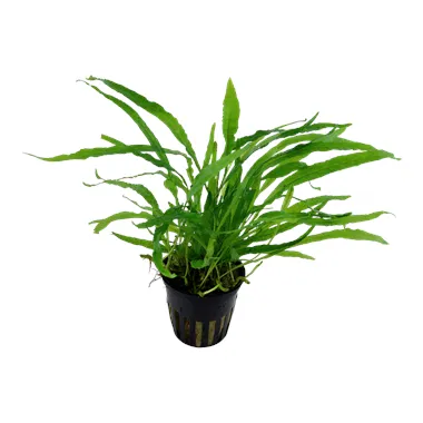 Microsorum pteropus 