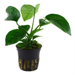 Anubias barteri caladiifolia v blistru Anubias barteri caladiifolia v blistru