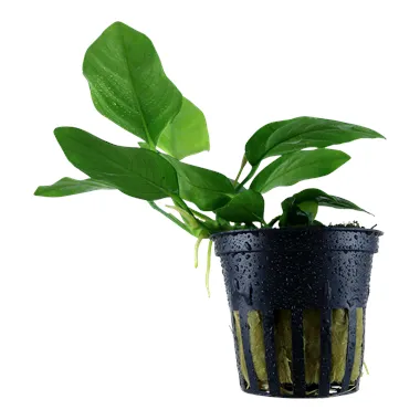 Anubias barteri var. nana v blistru