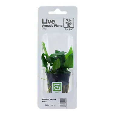 Anubias barteri var. nana v blistru