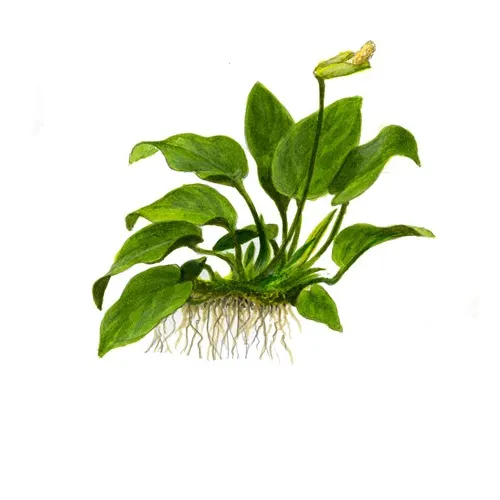 Anubias barteri var. nana v blistru