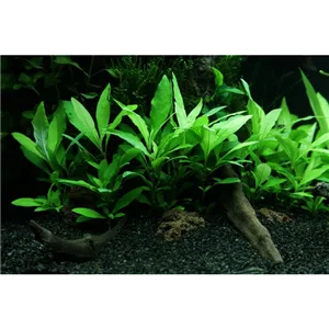 Hygrophila 'Siamensis 53B' v blistru