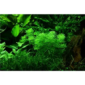 Limnophila sessiliflora v blistru