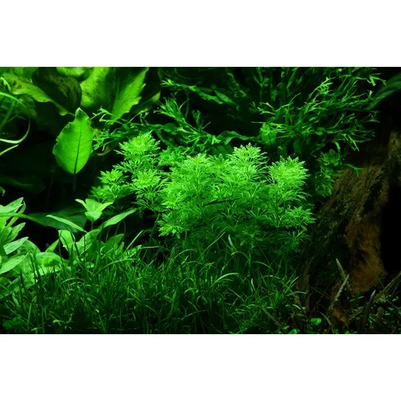 Limnophila sessiliflora v blistru