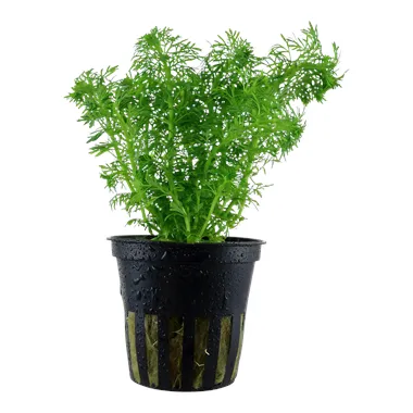 Limnophila sessiliflora v blistru