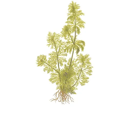 Limnophila sessiliflora v blistru