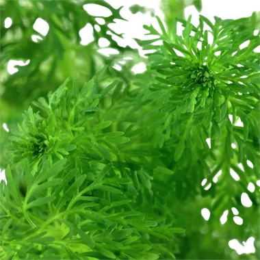 Limnophila sessiliflora v blistru
