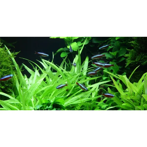 Tropica Helanthium 
