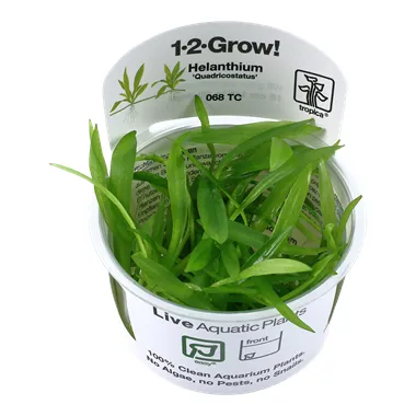 Tropica Helanthium 