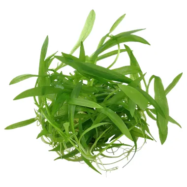 Tropica Helanthium 