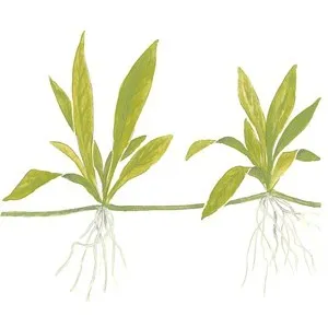 Tropica Helanthium 