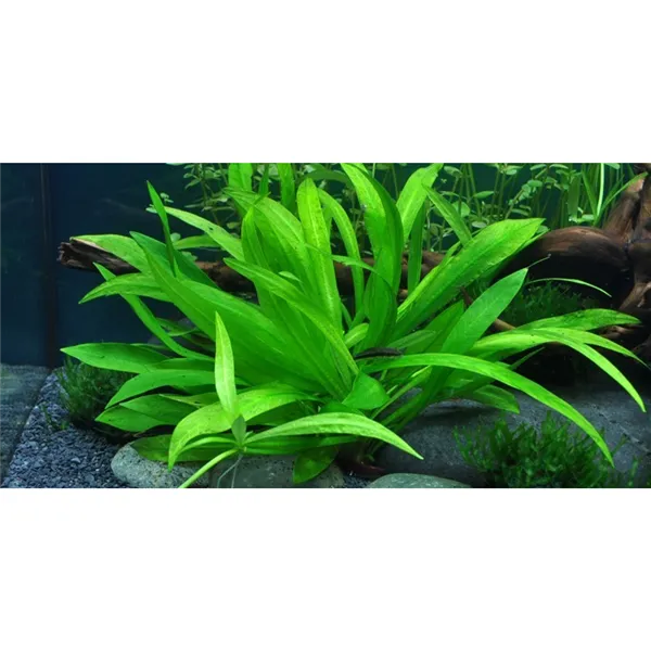 Tropica Helanthium 