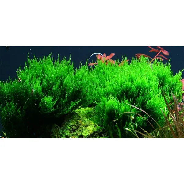 Tropica Taxiphyllum 