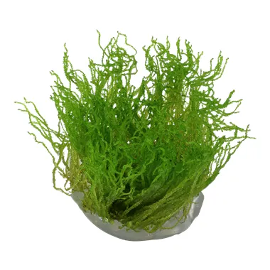 Tropica Taxiphyllum 