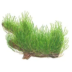 Tropica Taxiphyllum 