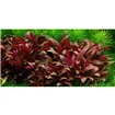 Tropica Alternanthera reineckii 'Mini' 1-2-Grow!