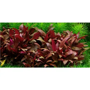 Tropica Alternanthera reineckii 'Mini' 1-2-Grow!