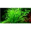 Tropica Helanthium tenellum 'Green' 1-2 Grow!