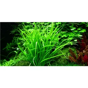Tropica Helanthium tenellum 'Green' 1-2 Grow!