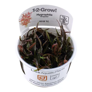 Tropica Hygrophila 