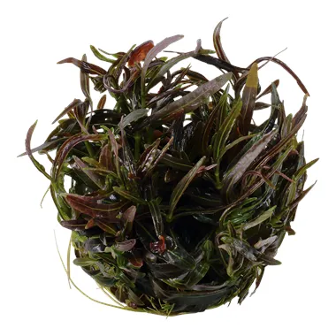Tropica Hygrophila 