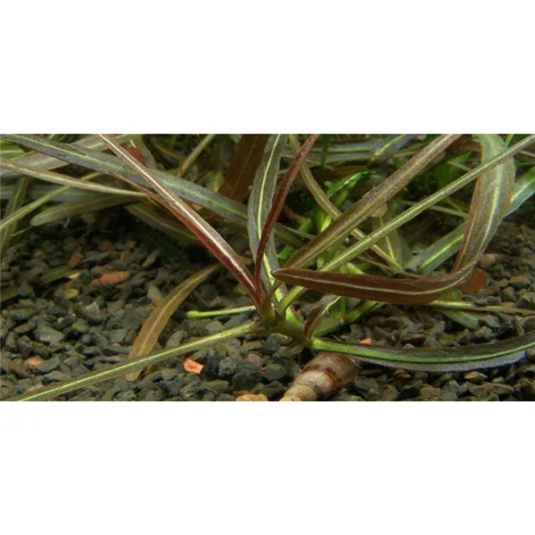Tropica Hygrophila 