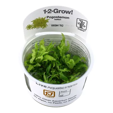 Tropica Pogostemon helferi 1-2 Grow!