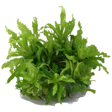Tropica Pogostemon helferi 1-2 Grow!