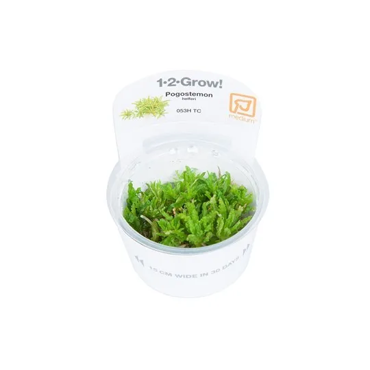 Tropica Pogostemon helferi 1-2 Grow!