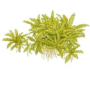 Tropica Pogostemon helferi 1-2 Grow!