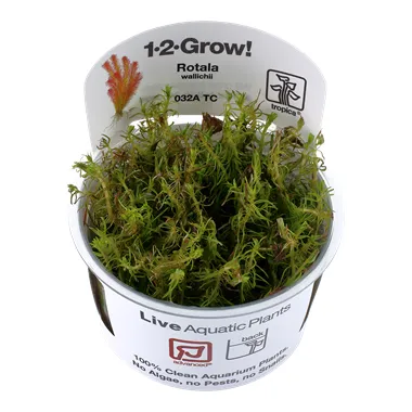 Tropica Rotala wallichii 1-2 Grow!