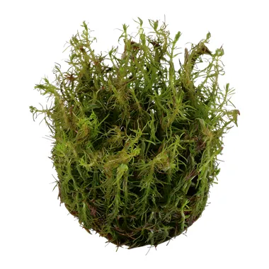 Tropica Rotala wallichii 1-2 Grow!