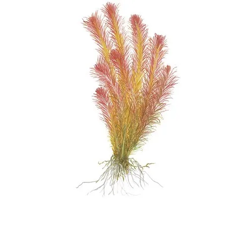 Tropica Rotala wallichii 1-2 Grow!