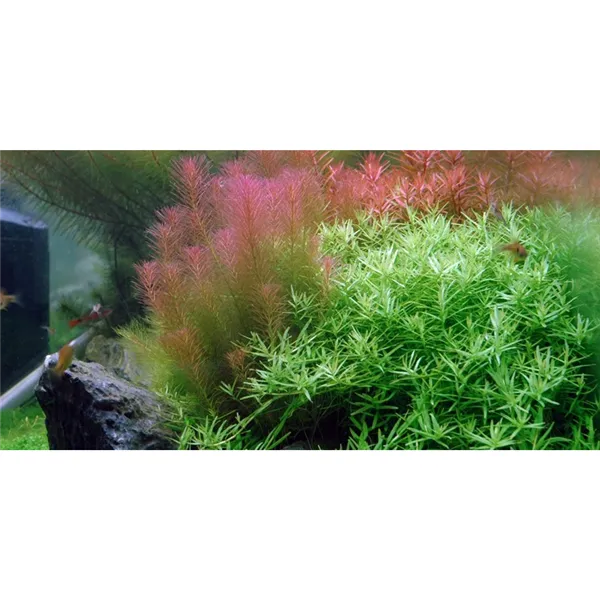Tropica Rotala wallichii 1-2 Grow!