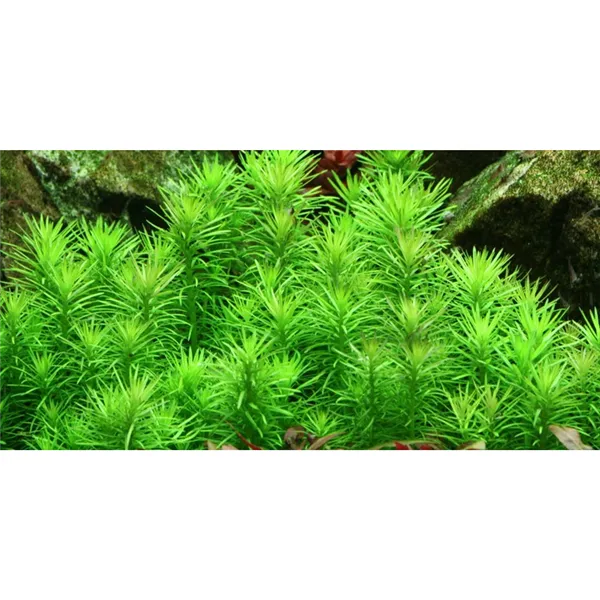 Tropica Pogostemon deccanensis 1-2 Grow!