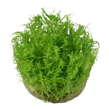 Tropica Pogostemon deccanensis 1-2 Grow!