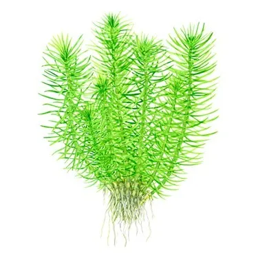 Tropica Pogostemon deccanensis 1-2 Grow!