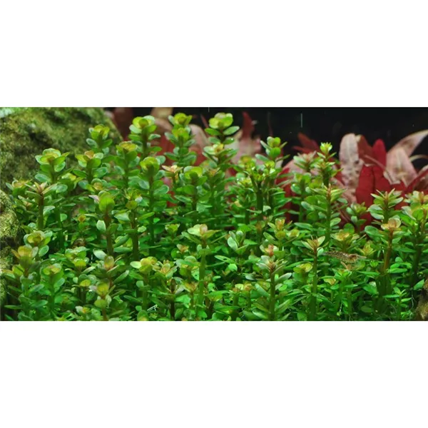 Tropica Rotala 