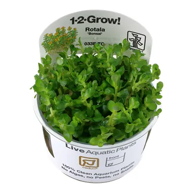 Tropica Rotala 
