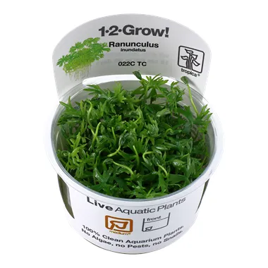 Tropica Ranunculus inundatus 1-2 Grow!