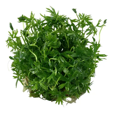 Tropica Ranunculus inundatus 1-2 Grow!