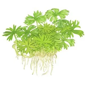 Tropica Ranunculus inundatus 1-2 Grow!