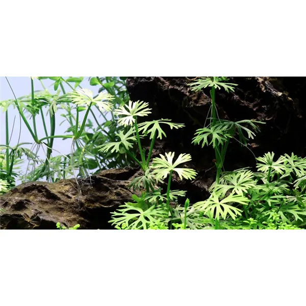 Tropica Ranunculus inundatus 1-2 Grow!