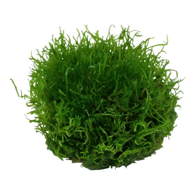 Tropica Riccia fluitans 1-2 Grow!