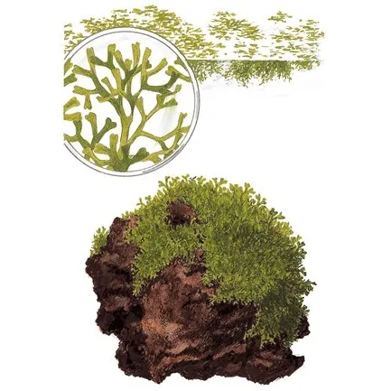 Tropica Riccia fluitans 1-2 Grow!